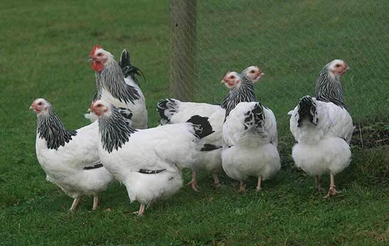 Light Sussex point of lay pullets