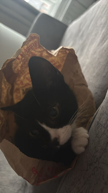 Two kittens for sale