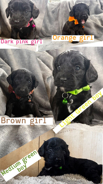 Beautiful litter of corkiepoos