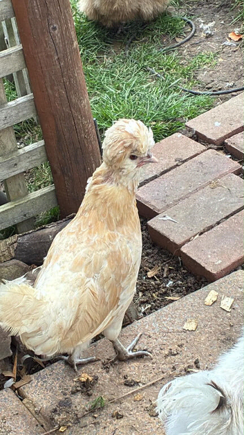 Bearded polish hen