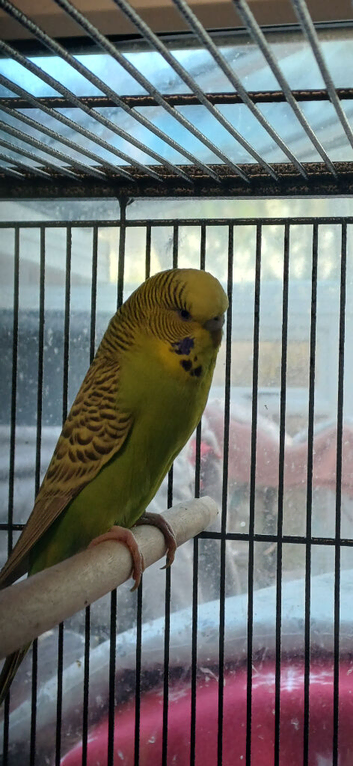 Bright green hen