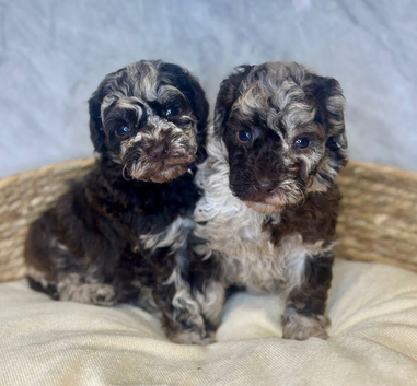 5 Toy Poodle Puppies