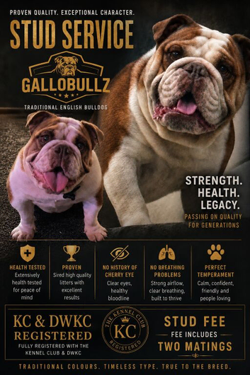 Traditional English bulldog Stud service only