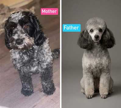F1B Cockapoo Puppies