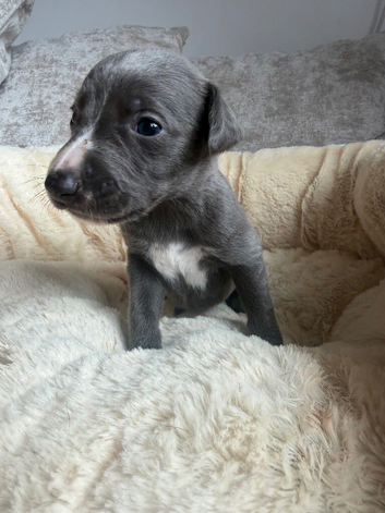 Beautiful whippet puppies now being reserved