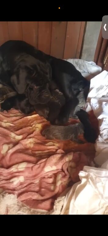 cane corso pups.