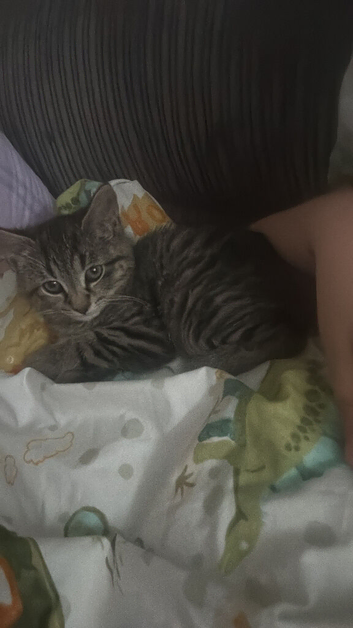 Male kitten