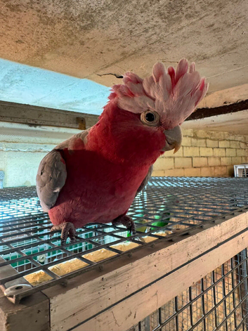Tame and talking galah cockatoo