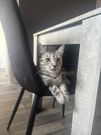Cat for sale