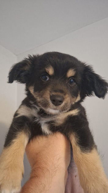 Chihuahua X Boarder Collie