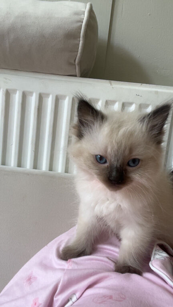 5 beautiful ragdoll/blueprint kittens for sale