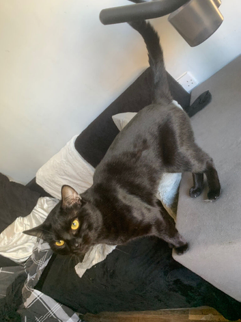 Soft black kitten/cat