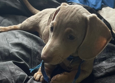 Isabella and tan mini miniature dachshund