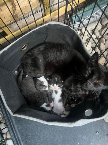 3 striking mixed breed kittens
