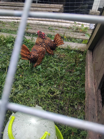 Gold sebright cocks