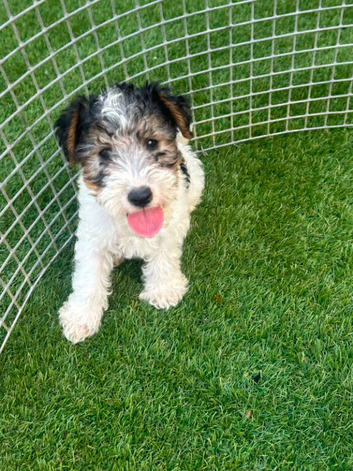 FOX TERRIER PUPPIES FOR SALE
