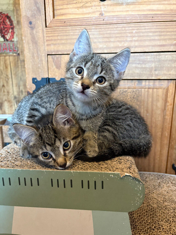 2 Tabby boys still available
