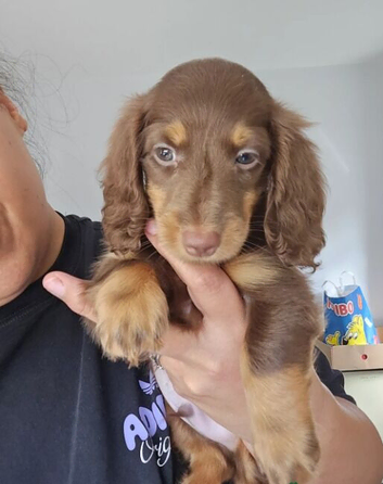 Beautiful Miniature Dachshund Puppies