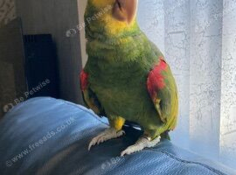 Double Yellow Headed Amazon Parrot Only 4 Years old !!LOWEST PRICED AMAZON ON FREEADS!! Lancashire