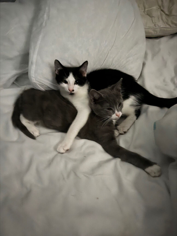 two cats one boy one girl