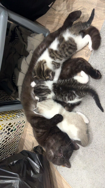 3 mixed kittens