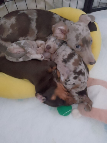 Miniature chocolate dachshund