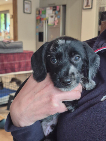 Dachshund x pointer x miniature wire haired dachshund