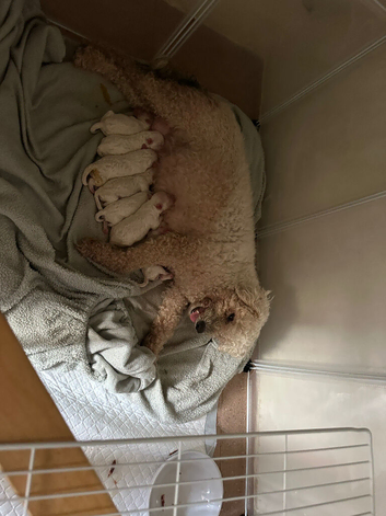 For sale  puppy&rsquo;s bichon frise