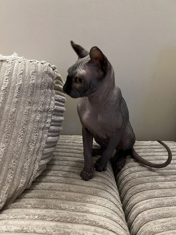 Sphynx