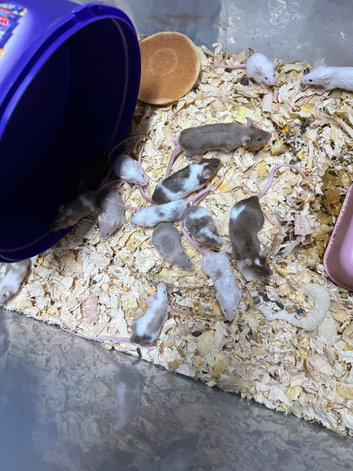 Mice
