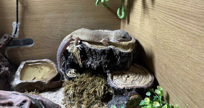 Leopard Gecko 12 Months Old