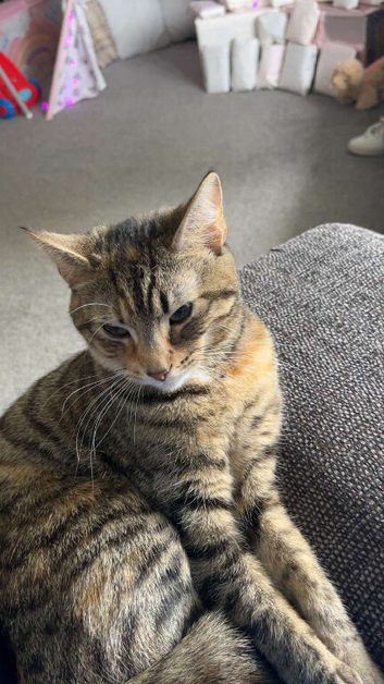 tricolour cat