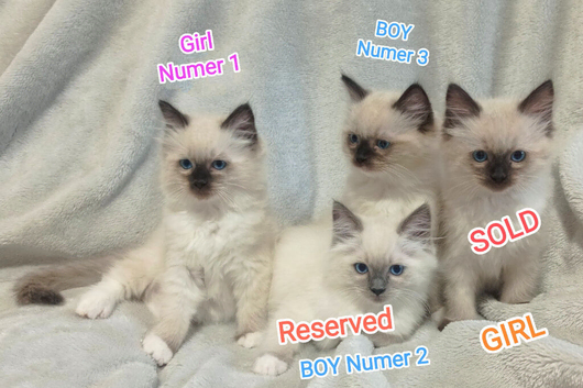 Ragdoll kittens - Exceptional