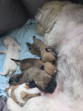 2 litters, cava-tzu and cava-tzu x dachshund