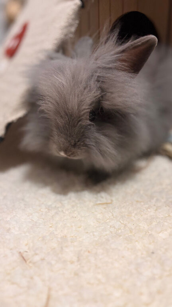 10 week old lionhead to rehome