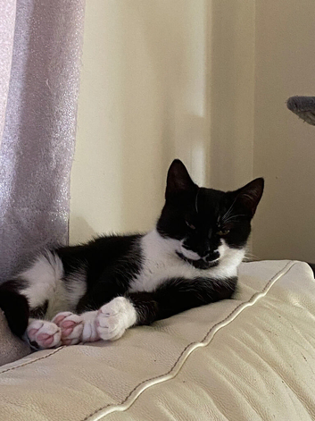 Neutered male 9 months old