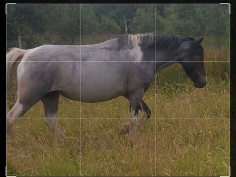 Beautiful mare