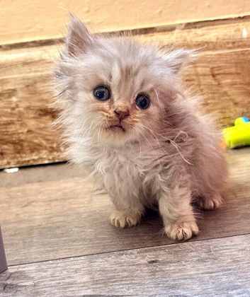 Kittens