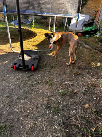Dog for sale
