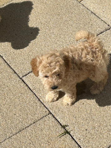 Adorable toy poodle pups