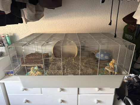 Dumbo - Male Syrian Hamster