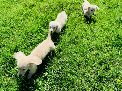 Cream/Blonde long hair dachshund kennel club