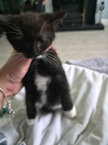 Mixed bread kittens