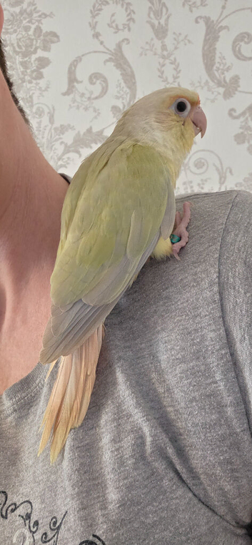3 conures 2 sun cheeks  1 moon cheek adorable  birds