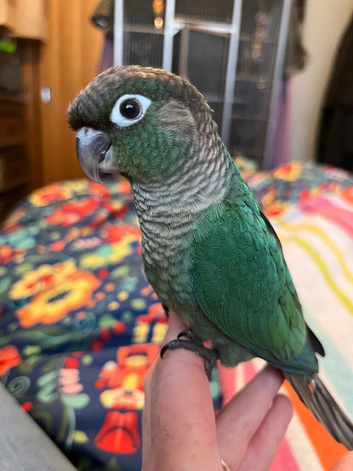 Hand raised green cheek conure