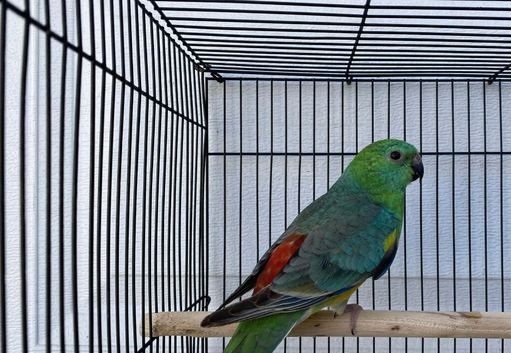 Redrump Parrot