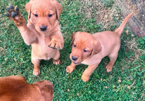 **Labrador Retriever Puppies &ndash; Little Explorers, Loyal Hearts**