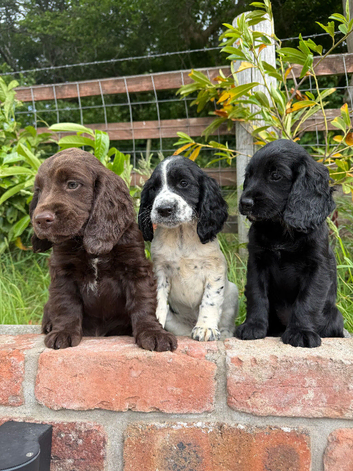 Sprocker Puppies Cocker Spaniel X Springer Spaniel