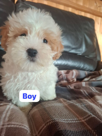Shichon puppies
