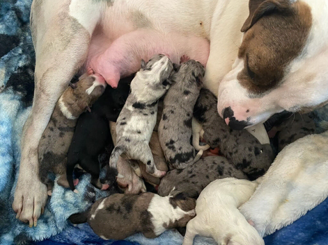 Staff cross Alaskan malamute puppies